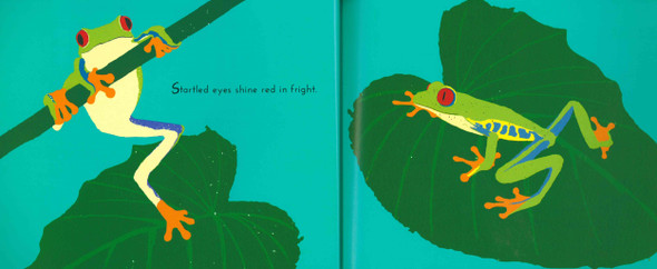 Rainforest (Paperback)*